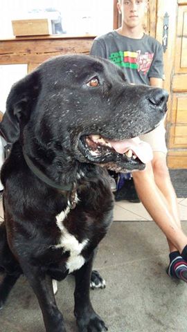 Portos przypomina się do adopcji